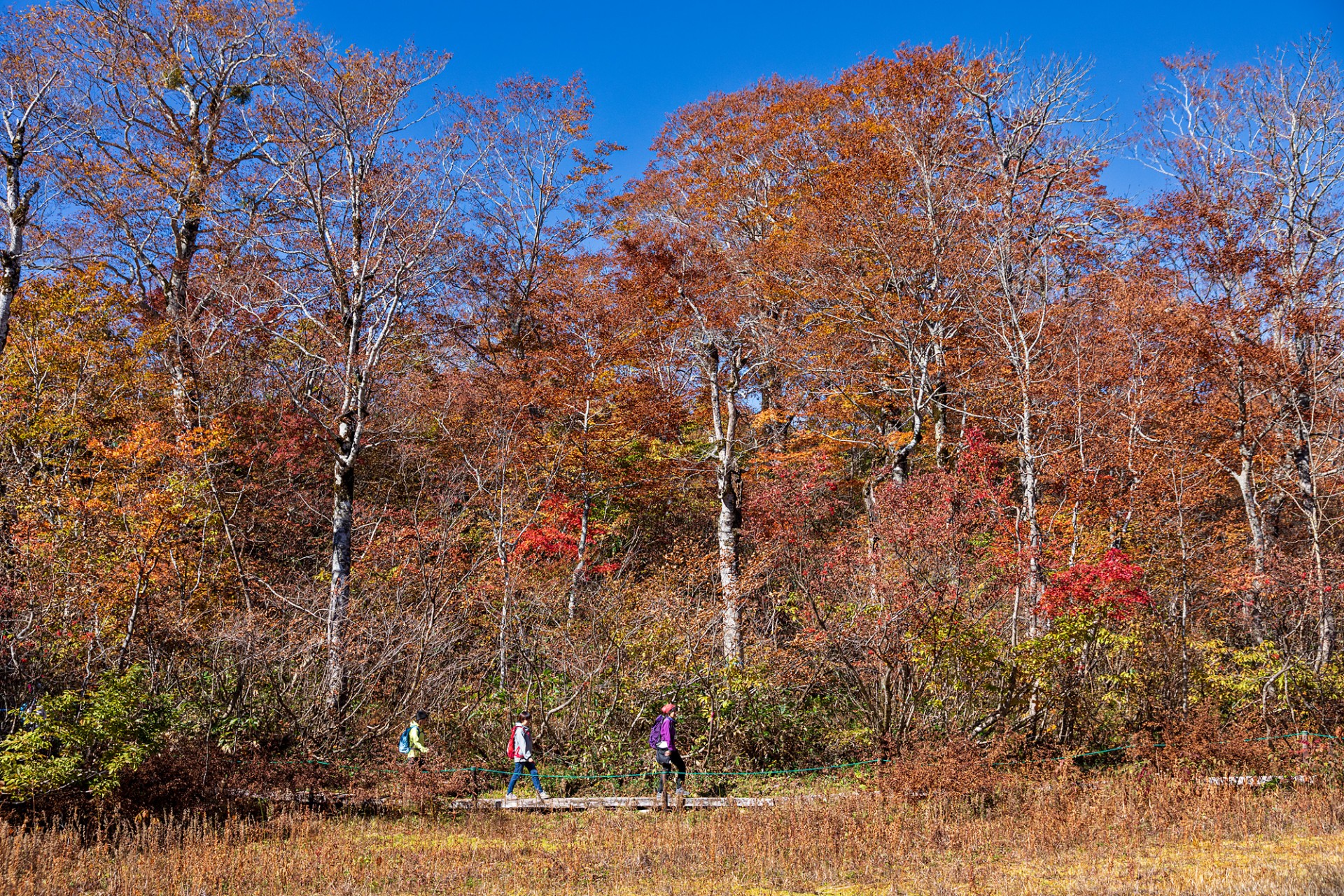 絶景を堪能！飛騨の紅葉トレッキングおすすめ7選